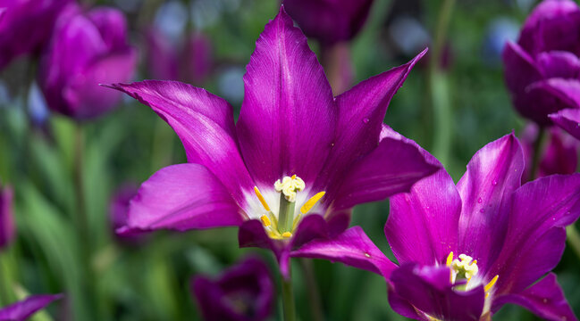 Vibrant Blooming Flowers in a Natural Garden Setting