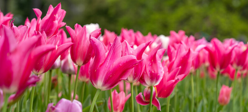 Blooming Pink Tulip Field in Spring with Vibrant Floral Landscape