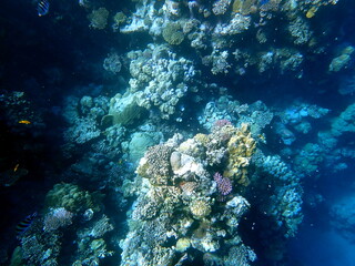 Wide shot of coral and reef inhabitants