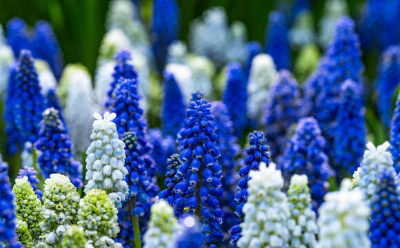 Blue and White Grape Hyacinth Flowers Blooming in Spring Garden