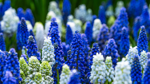 Vibrant Hyacinth Flowers Blooming in a Spring Garden