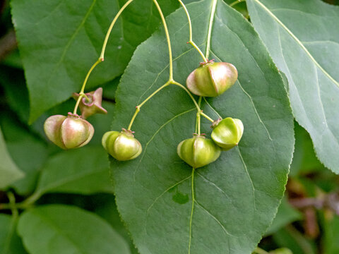 Large leaved spindle tree berries, Euonymus latifolius