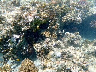 Wide shot of coral and reef inhabitants