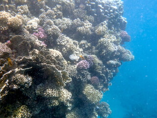 Wide shot of coral and reef inhabitants