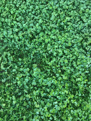 background of green ivy