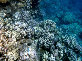 Wide shot of coral and reef inhabitants