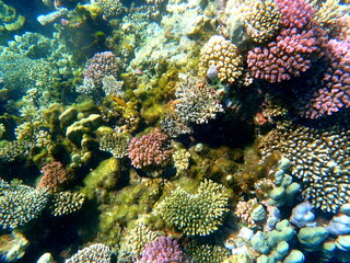 Wide shot of coral and reef inhabitants