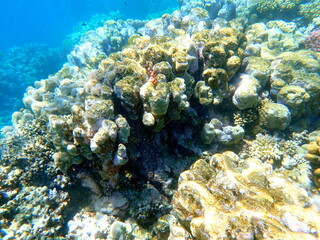 Wide shot of coral and reef inhabitants