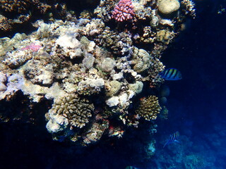 Wide shot of coral and reef inhabitants