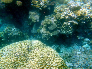 Wide shot of coral and reef inhabitants