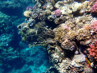 Wide shot of coral and reef inhabitants