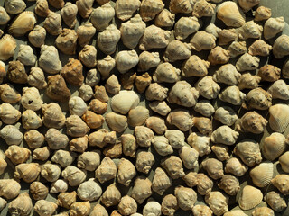 Rapana shells, lots of shells, shells, shell background, shells, sea, seashells.