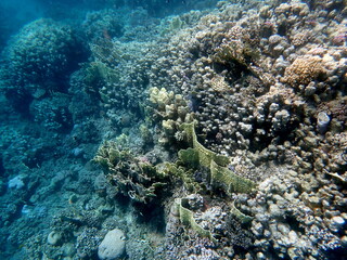 Wide shot of coral and reef inhabitants