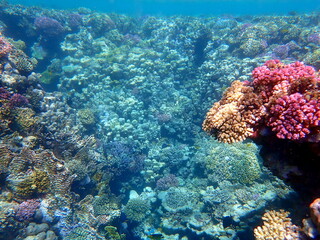 Wide shot of coral and reef inhabitants