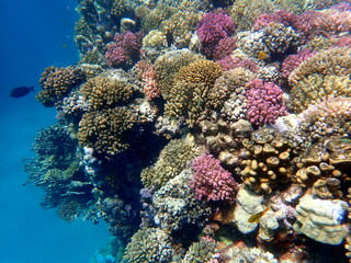 Wide shot of coral and reef inhabitants