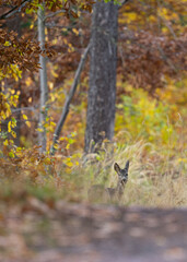 Jesienny las w ciepłym świetle poranka. Kolorowe liście drzew tworzą malowniczy dywan w odcieniach złota, pomarańczy i czerwieni. Promienie słońca przenikają przez mgłę, podkreślając nastrojowy klimat
