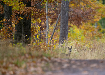 Jesienny las w ciepłym świetle poranka. Kolorowe liście drzew tworzą malowniczy dywan w odcieniach złota, pomarańczy i czerwieni. Promienie słońca przenikają przez mgłę, podkreślając nastrojowy klimat
