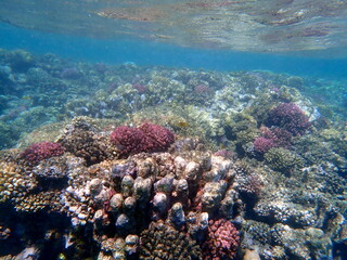 Wide shot of coral and reef inhabitants