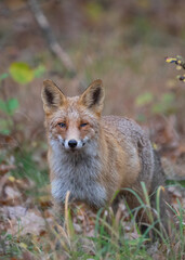 Lis rudy (Vulpes vulpes) w jesiennym krajobrazie. Zwierzę stoi pośród kolorowych liści w ciepłym, złotym świetle zachodzącego słońca. Naturalna sceneria, intensywne barwy jesieni i miękkie światło two