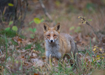 Lis rudy (Vulpes vulpes) w jesiennym krajobrazie. Zwierzę stoi pośród kolorowych liści w ciepłym, złotym świetle zachodzącego słońca. Naturalna sceneria, intensywne barwy jesieni i miękkie światło two