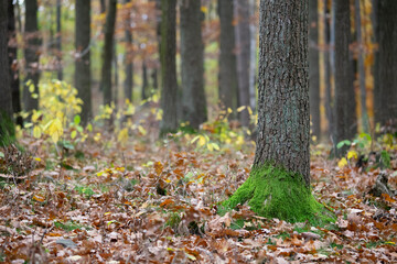 Jesienny las w ciepłym świetle poranka. Kolorowe liście drzew tworzą malowniczy dywan w odcieniach złota, pomarańczy i czerwieni. Promienie słońca przenikają przez mgłę, podkreślając nastrojowy klimat
