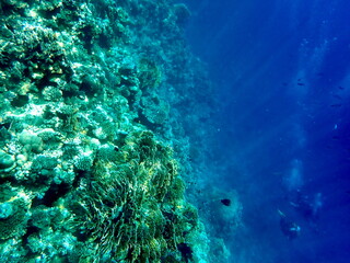 Wide shot of coral and reef inhabitants