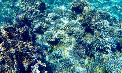 Wide shot of coral and reef inhabitants