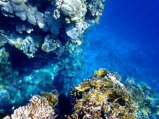 Wide shot of coral and reef inhabitants