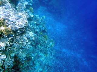 Wide shot of coral and reef inhabitants