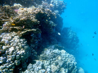 Wide shot of coral and reef inhabitants
