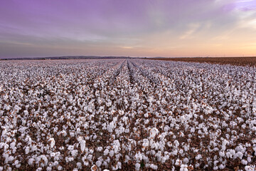 The splendor of cotton, crop in full bloom