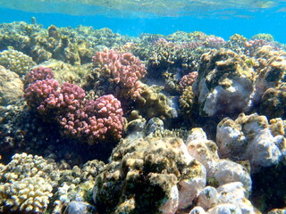 Wide shot of coral and reef inhabitants