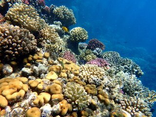 Wide shot of coral and reef inhabitants