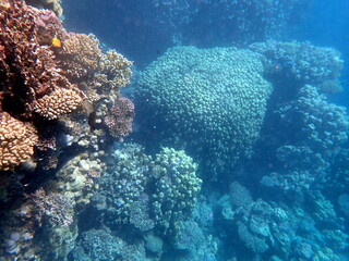 Wide shot of coral and reef inhabitants