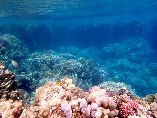 Wide shot of coral and reef inhabitants