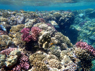Wide shot of coral and reef inhabitants