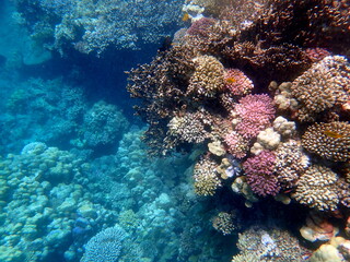 Wide shot of coral and reef inhabitants