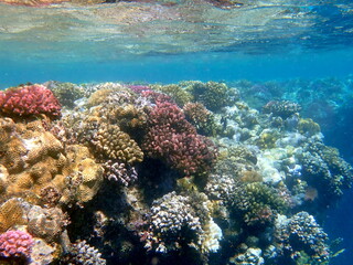 Wide shot of coral and reef inhabitants