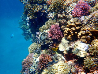 Wide shot of coral and reef inhabitants