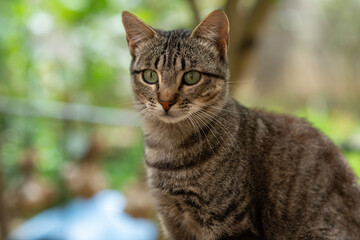 Portrait of a domestic cat with green eyes outdoors in Navarra, Spain