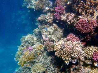 Wide shot of coral and reef inhabitants