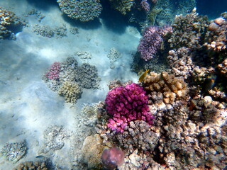 Wide shot of coral and reef inhabitants