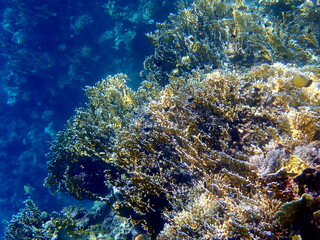Wide shot of coral and reef inhabitants