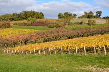 VIGNE ET CERISIERS EN AUTOMNE VIGNOBLE D'IRANCY BOURGOGNE