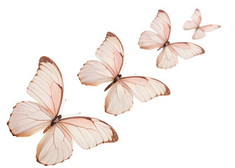 Obraz premium A group of delicate, pale pink butterflies in flight, isolated on a transparent background