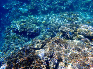 Wide shot of coral and reef inhabitants