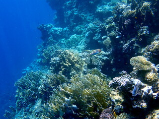Wide shot of coral and reef inhabitants