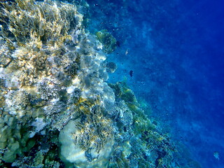 Wide shot of coral and reef inhabitants