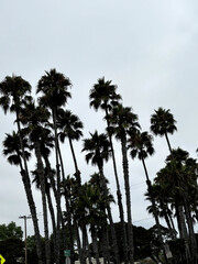 Obraz premium palm trees on the beach