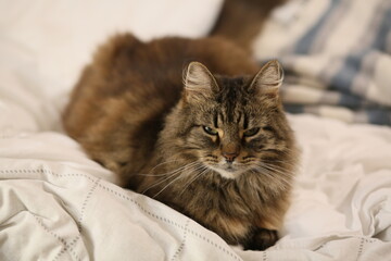 cat lying on the floor